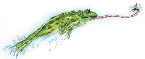 JFROG.GIF (29254 bytes)